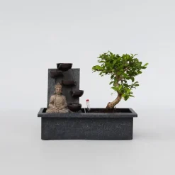 Kamerplanten-Plant in a Box Bonsai met Buddha - Bonsai - Hoogte 25-35cm - ⌀29cm