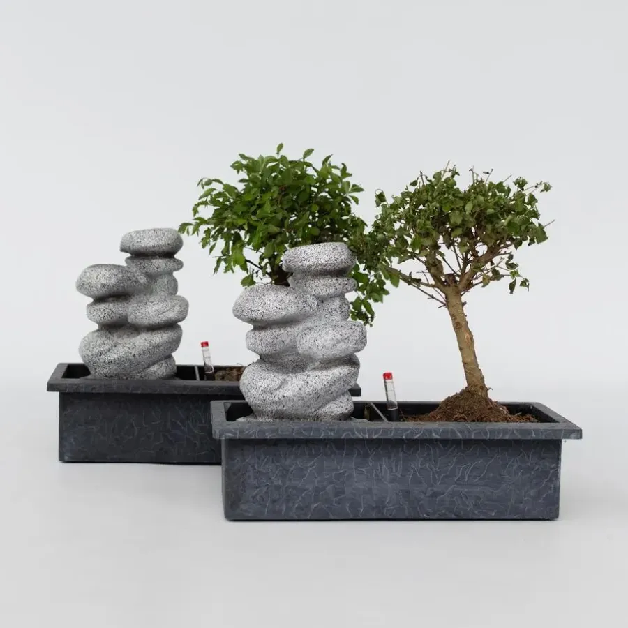Plant in a Box Bonsai met waterval - Set van 2 - Bonsai - Hoogte 25-35cm - ⌀29cm