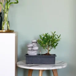 Plant in a Box Bonsai met waterval - Set van 2 - Bonsai - Hoogte 25-35cm - ⌀29cm
