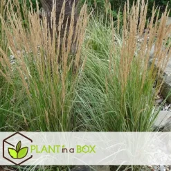 Planten|Tuinplanten-Plant in a Box Bont struisriet - Calamagrostis acutiflora 'Overdam' - Hoogte 20-30cm - ⌀23cm