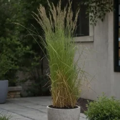 Planten|Tuinplanten-Plant in a Box Bont struisriet - Calamagrostis acutiflora 'Overdam' - Hoogte 20-30cm - ⌀23cm