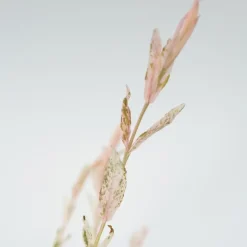 Plant in a Box Bonte dwergwilg - Set van 4 - Salix integra 'Flamingo' - Hoogte 60-80cm - ⌀17cm