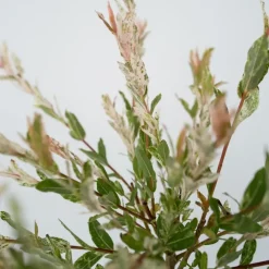 Plant in a Box Bonte dwergwilg - Set van 2 - Salix integra 'Flamingo' - Hoogte 60-80cm - ⌀17cm