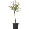 Planten-Plant in a Box Bonte Wilg - Salix integra ´Flamingo' - Hoogte 60-80cm - Pot 17cm