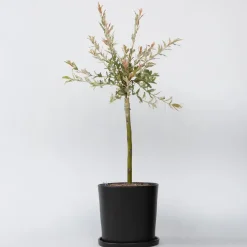 Planten-Plant in a Box Bonte Wilg - Salix integra ´Flamingo' - Hoogte 60-80cm - Pot 17cm