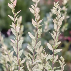 Planten-Plant in a Box Bonte Wilg - Salix integra ´Flamingo' - Hoogte 60-80cm - Pot 17cm