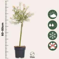 Planten-Plant in a Box Bonte Wilg - Salix integra ´Flamingo' - Hoogte 60-80cm - Pot 17cm