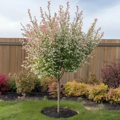 Planten-Plant in a Box Bonte Wilg - Salix integra ´Flamingo' - Hoogte 60-80cm - Pot 17cm