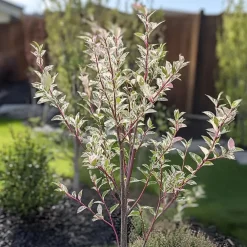 Planten-Plant in a Box Bonte Wilg - Salix integra ´Flamingo' - Hoogte 60-80cm - Pot 17cm