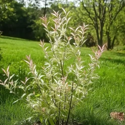 Planten-Plant in a Box Bonte Wilg - Salix integra ´Flamingo' - Hoogte 60-80cm - Pot 17cm
