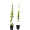 Plant in a Box Bosrank - 2 stuks - Clematis 'Hagley Hybrid' - Hoogte 100-120cm - ⌀17cm