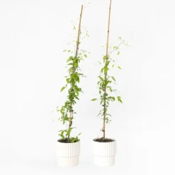 Plant in a Box Bosrank - 2 stuks - Clematis 'Hagley Hybrid' - Hoogte 100-120cm - ⌀17cm
