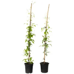 Planten|Tuinplanten-Plant in a Box Bosrank - 2 stuks - Clematis 'The President' - Hoogte 100-120cm - ⌀17cm