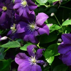 Planten|Tuinplanten-Plant in a Box Bosrank - 2 stuks - Clematis 'The President' - Hoogte 100-120cm - ⌀17cm