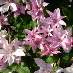 Tuinplanten-Plant in a Box Bosrank - Clematis 'Hagley Hybrid' - Hoogte 100-120cm - ⌀17cm