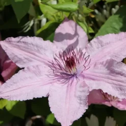 Tuinplanten-Plant in a Box Bosrank - Clematis 'Hagley Hybrid' - Hoogte 100-120cm - ⌀17cm