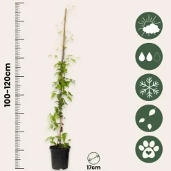 Tuinplanten-Plant in a Box Bosrank - Clematis 'Hagley Hybrid' - Hoogte 100-120cm - ⌀17cm