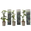 Plant in a Box Bramenplant - Set van 3 - Rubus Thornless - Hoogte 25-40cm - ⌀9cm
