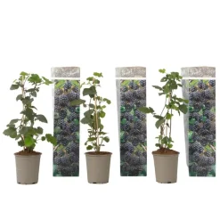 Plant in a Box Bramenplant - Set van 3 - Rubus Thornless - Hoogte 25-40cm - ⌀9cm