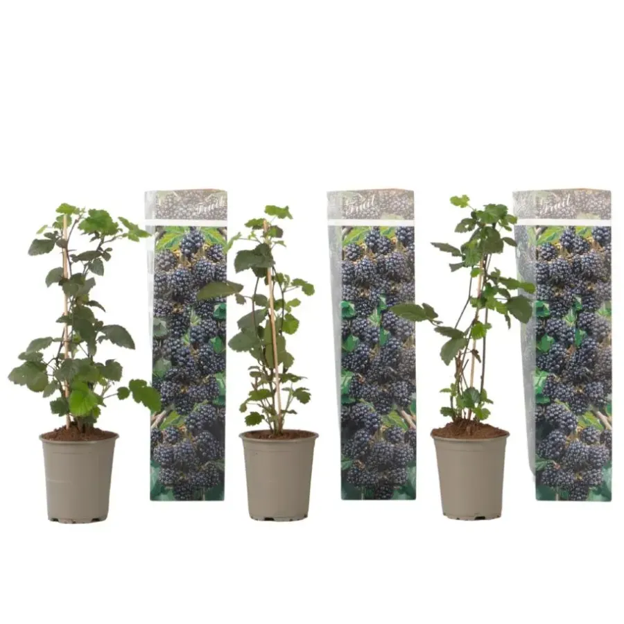Plant in a Box Bramenplant - Set van 3 - Rubus Thornless - Hoogte 25-40cm - ⌀9cm