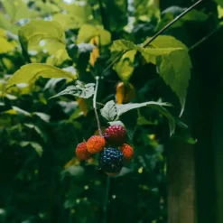 Plant in a Box Bramenplant - Set van 3 - Rubus Thornless - Hoogte 25-40cm - ⌀9cm