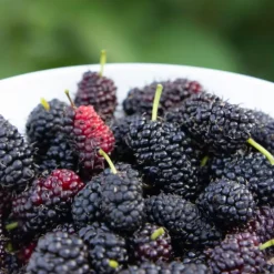 Plant in a Box Bramenplant - Set van 3 - Rubus Thornless - Hoogte 25-40cm - ⌀9cm