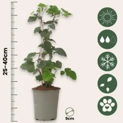 Plant in a Box Bramenplant - Set van 3 - Rubus Thornless - Hoogte 25-40cm - ⌀9cm