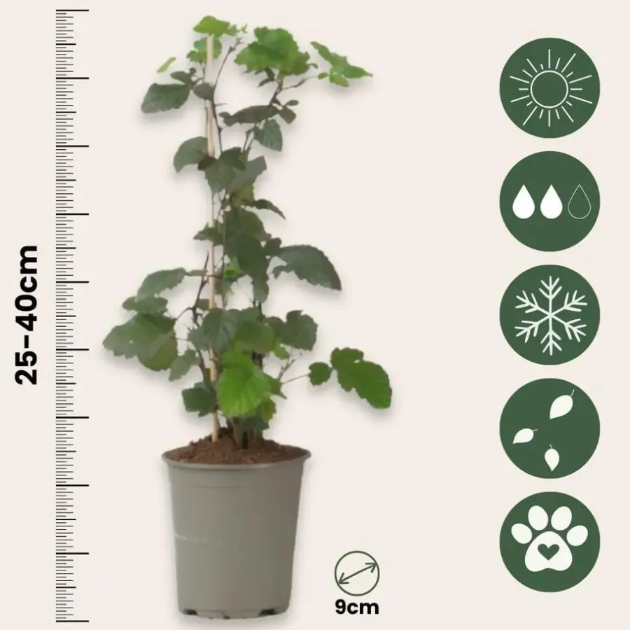 Plant in a Box Bramenplant - Set van 3 - Rubus Thornless - Hoogte 25-40cm - ⌀9cm