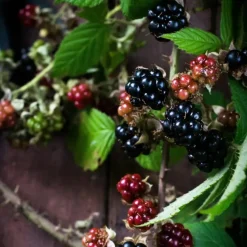 Plant in a Box Bramenplant - Set van 3 - Rubus Thornless - Hoogte 25-40cm - ⌀9cm