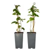 Planten|Bomen-Plant in a Box Bramenplant - Set van 2 - Rubus fruticosus 'Thornfree' - Hoogte 50-60cm - ⌀15cm
