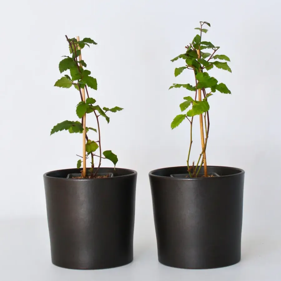 Planten|Bomen-Plant in a Box Bramenplant - Set van 2 - Rubus fruticosus 'Thornfree' - Hoogte 50-60cm - ⌀15cm