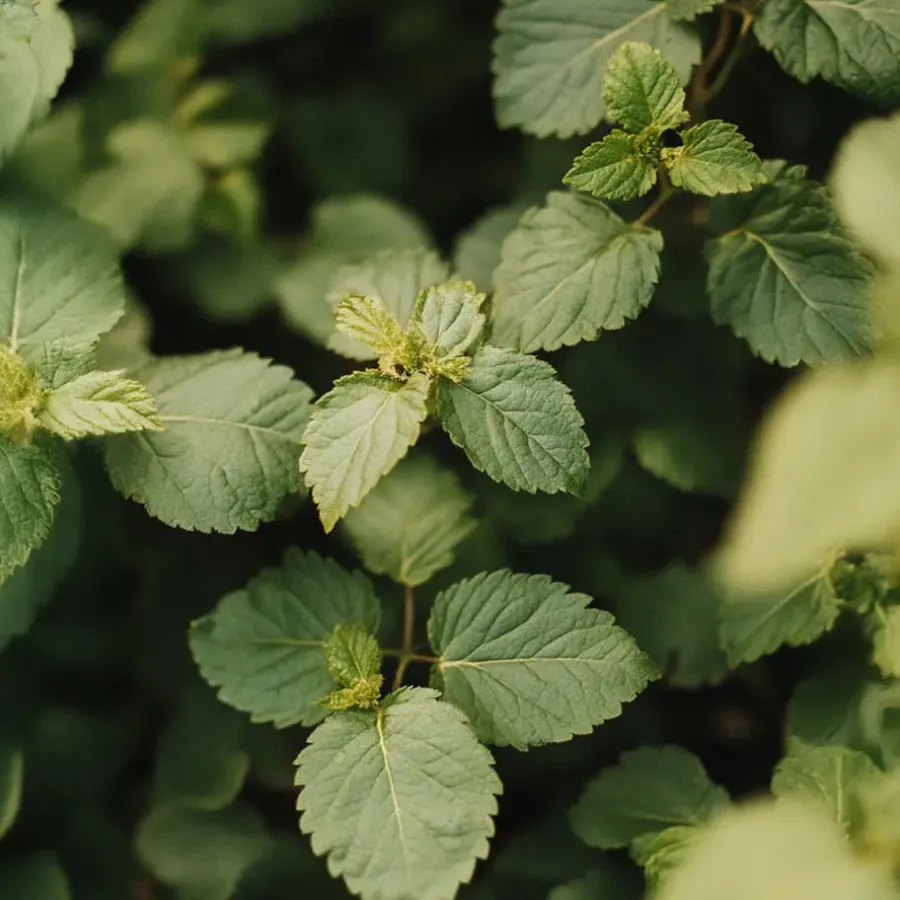 Planten|Bomen-Plant in a Box Bramenplant - Set van 2 - Rubus fruticosus 'Thornfree' - Hoogte 50-60cm - ⌀15cm