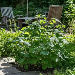 Planten|Bomen-Plant in a Box Bramenplant - Set van 2 - Rubus fruticosus 'Thornfree' - Hoogte 50-60cm - ⌀15cm