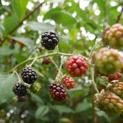 Planten|Bomen-Plant in a Box Bramenplant - Set van 2 - Rubus fruticosus 'Thornfree' - Hoogte 50-60cm - ⌀15cm