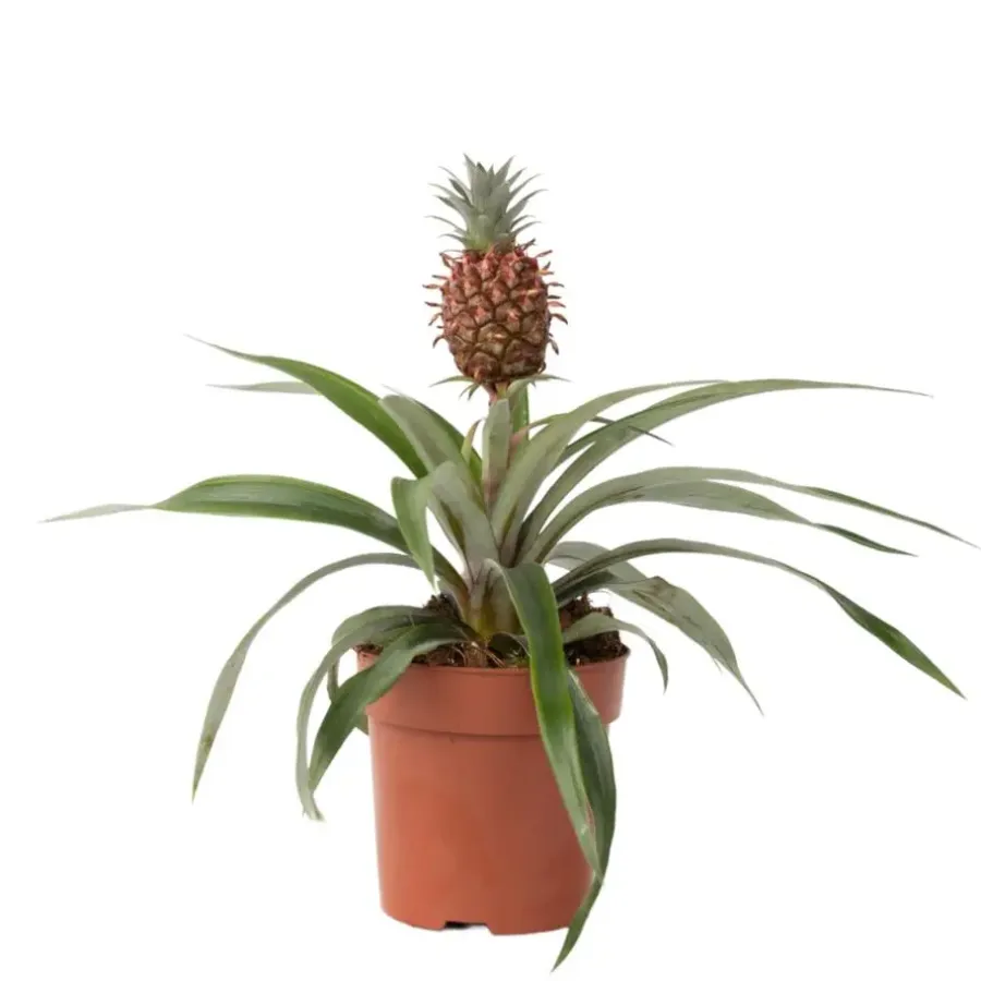 Kamerplanten-Plant in a Box Bromelia - Ananas comosus 'Mi Amigo' - Hoogte 35-45cm - ⌀12cm