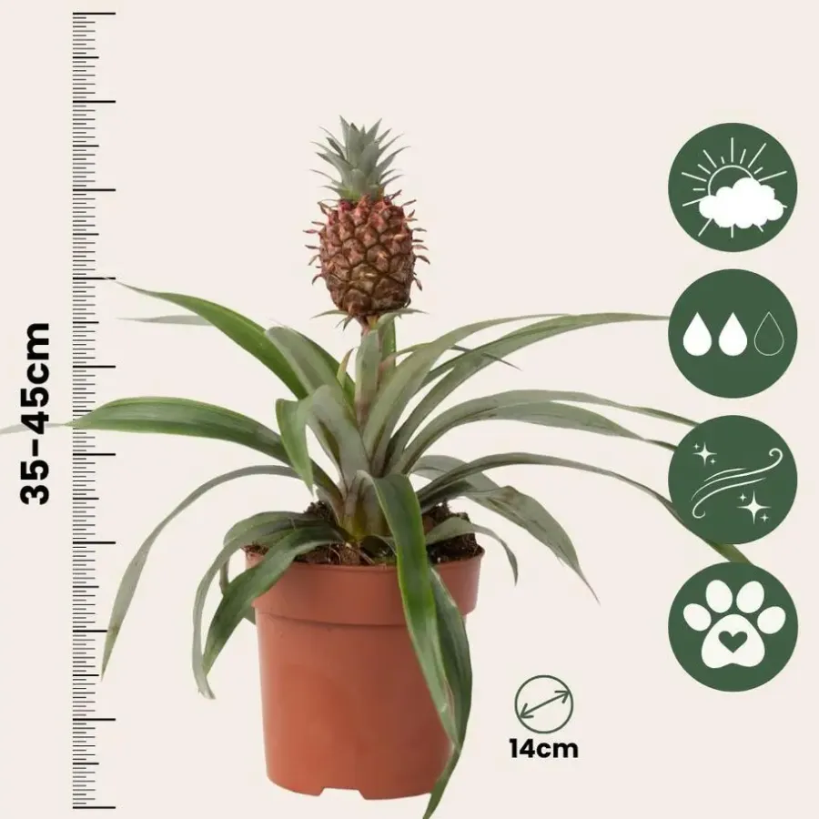 Kamerplanten-Plant in a Box Bromelia - Ananas comosus 'Mi Amigo' - Hoogte 35-45cm - ⌀12cm