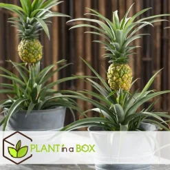 Kamerplanten-Plant in a Box Bromelia - Ananas comosus 'Mi Amigo' - Hoogte 35-45cm - ⌀12cm