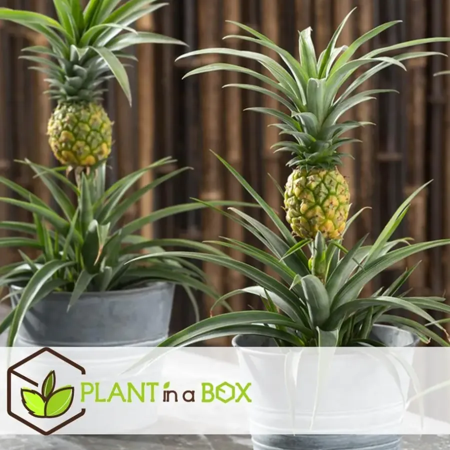 Kamerplanten-Plant in a Box Bromelia - Ananas comosus 'Mi Amigo' - Hoogte 35-45cm - ⌀12cm