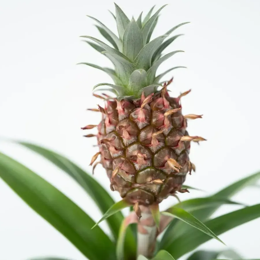Kamerplanten-Plant in a Box Bromelia - Ananas comosus 'Mi Amigo' - Hoogte 35-45cm - ⌀12cm