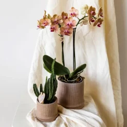 Plant in a Box Cadeauset orchidee 'Cocktail S' - Phalaenopsis - Hoogte 30cm