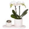 Plant in a Box Cadeauset orchidee 'Marble S' - Phalaenopsis - Hoogte 30cm