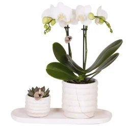 Plant in a Box Cadeauset orchidee 'Marble S' - Phalaenopsis - Hoogte 30cm