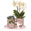 Kamerplanten-Plant in a Box Cadeauset orchidee 'White Tray XL' - Phalaenopsis - Hoogte 35cm