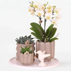 Kamerplanten-Plant in a Box Cadeauset orchidee 'White Tray XL' - Phalaenopsis - Hoogte 35cm