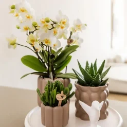 Kamerplanten-Plant in a Box Cadeauset orchidee 'White Tray XL' - Phalaenopsis - Hoogte 35cm