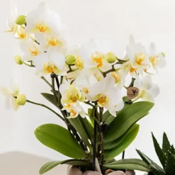 Kamerplanten-Plant in a Box Cadeauset orchidee 'White Tray XL' - Phalaenopsis - Hoogte 35cm