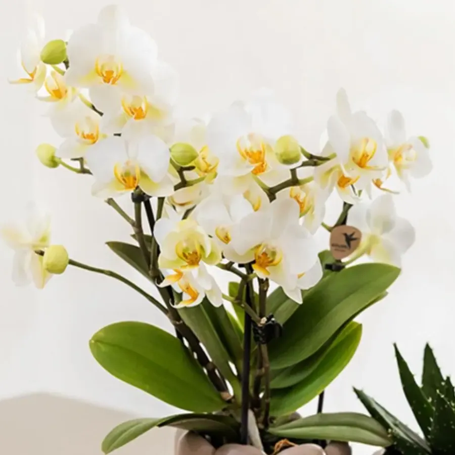 Kamerplanten-Plant in a Box Cadeauset orchidee 'White Tray XL' - Phalaenopsis - Hoogte 35cm