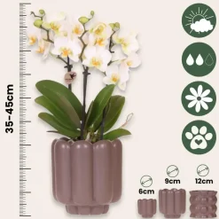 Kamerplanten-Plant in a Box Cadeauset orchidee 'White Tray XL' - Phalaenopsis - Hoogte 35cm