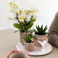 Kamerplanten-Plant in a Box Cadeauset orchidee 'White Tray XL' - Phalaenopsis - Hoogte 35cm
