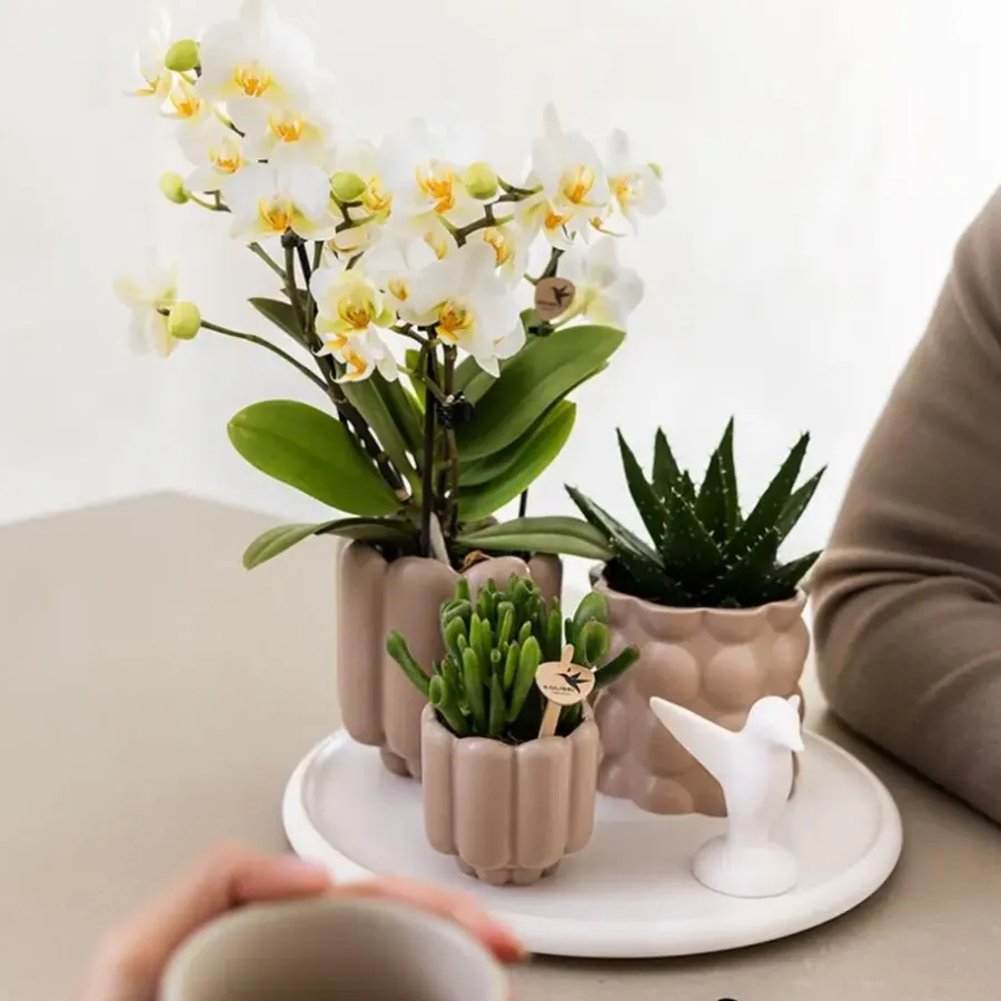Kamerplanten-Plant in a Box Cadeauset orchidee 'White Tray XL' - Phalaenopsis - Hoogte 35cm